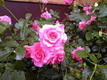 rose1106192.JPG