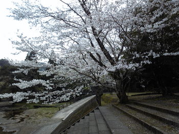 sakura1104022.JPG