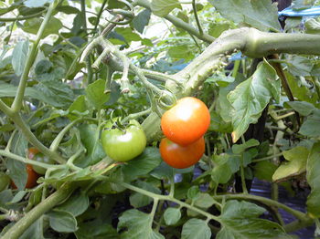 tomato1107021.JPG